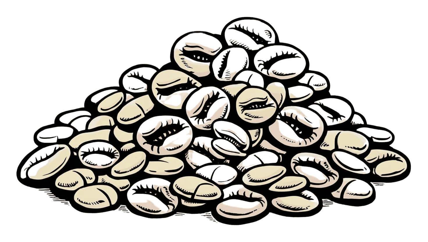 Cowrie Shells